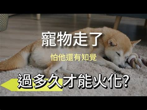 動物死了如何處理|「寵物過世」該怎麼處理？從辦理儀式、塔位價格到骨。